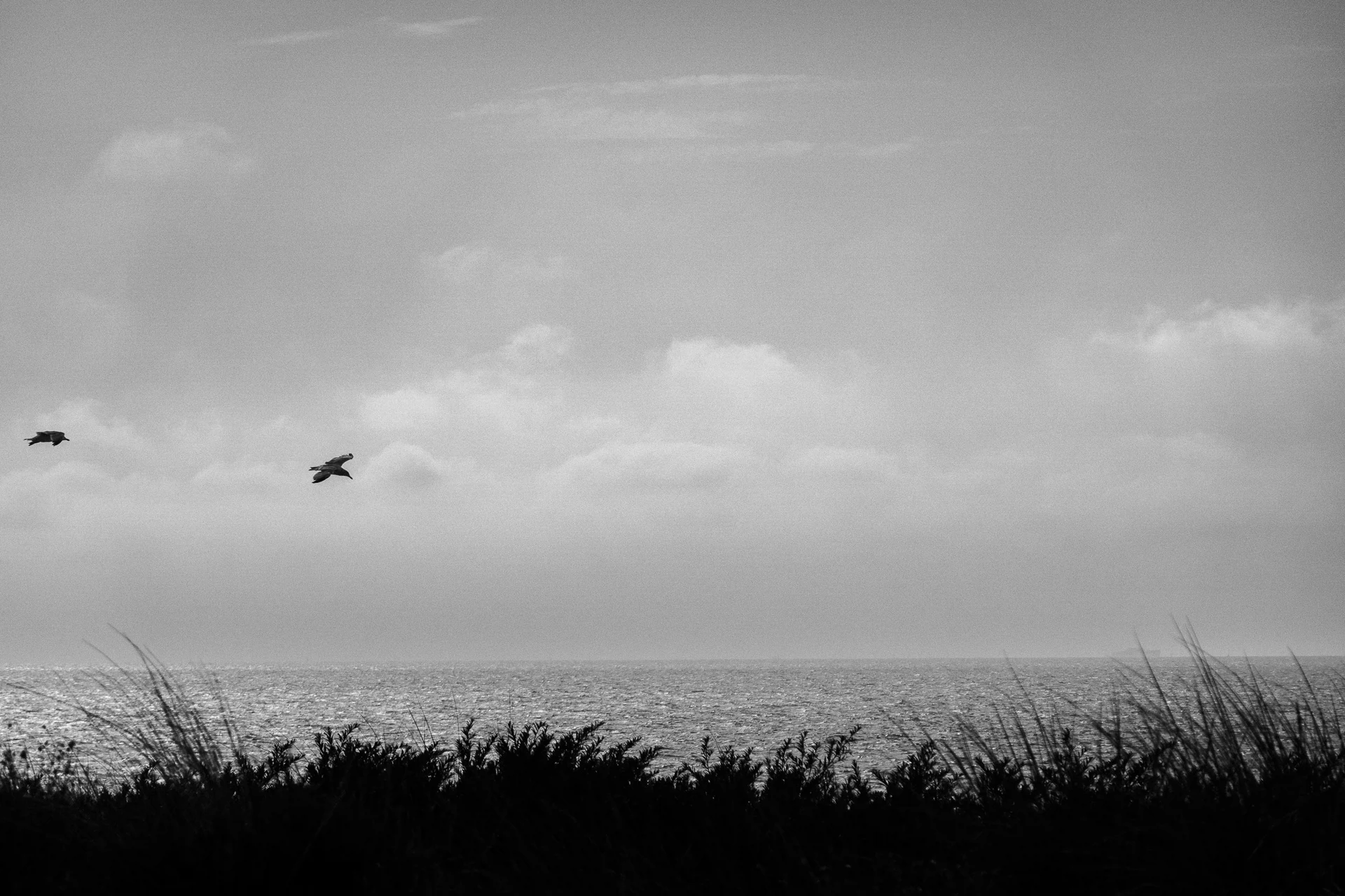 Schwarz-Weiß: Möwen über der Nordsee, vorne Strandhafer