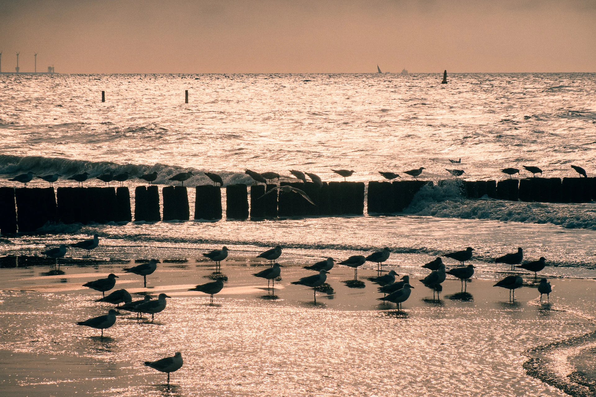 Möwen im flachen Wasser vor einer Buhne im Abendlicht