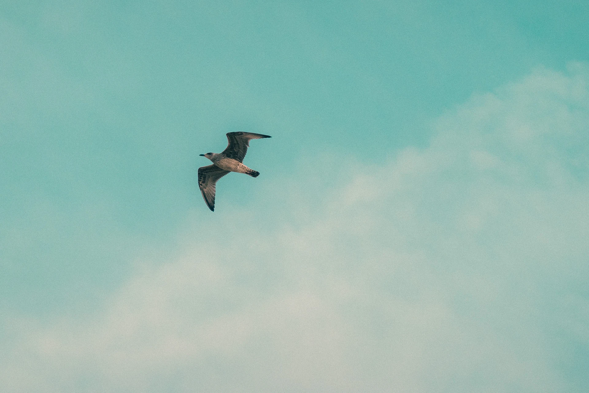 Möwe im Flug vor türkisem Himmel