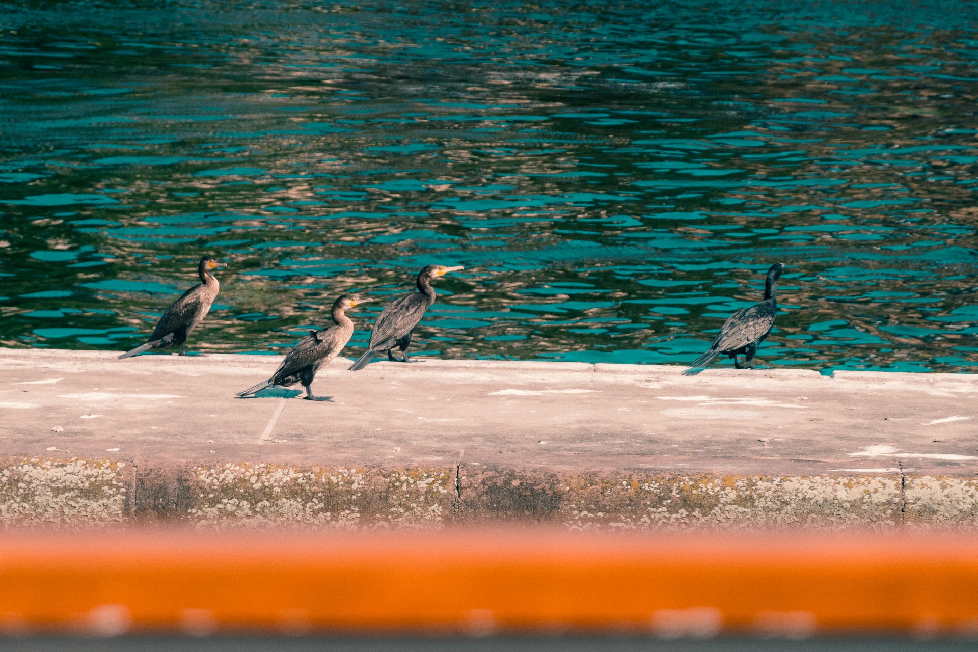 Kormorane auf einer Mauer am Neckar, im Vordergrund die orange Reling