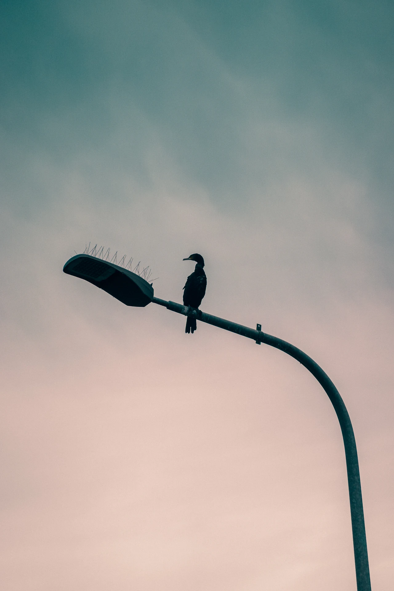 Kormoran auf einer Straßenlaterne vor grauem Himmel